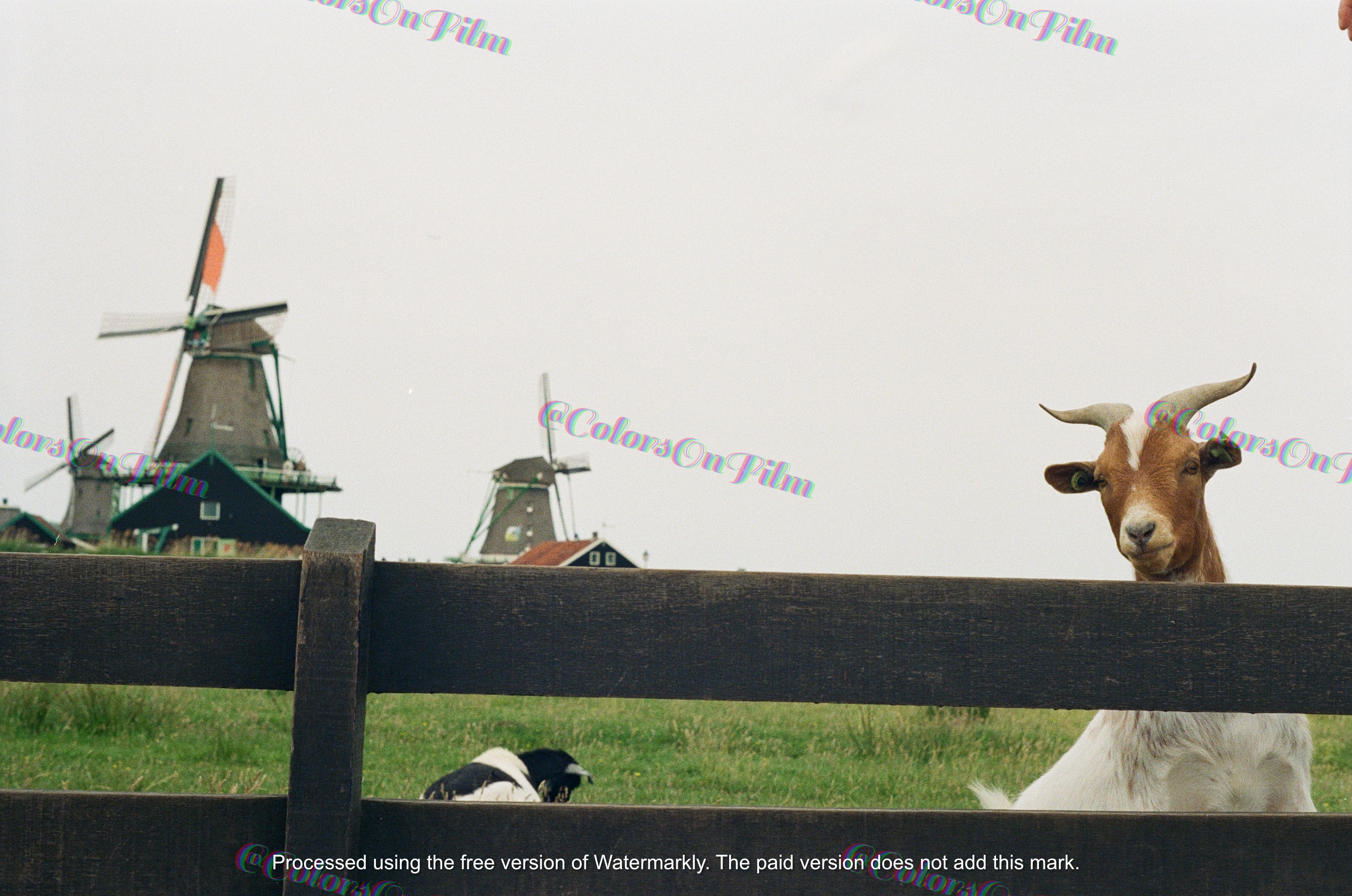 The Fence King — Zaanse Schans, Netherlands